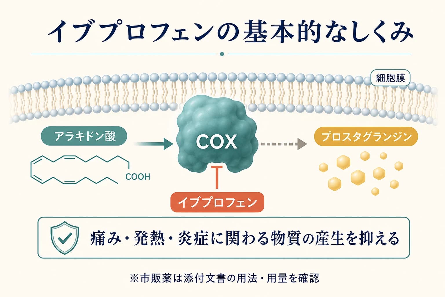 イブプロフェンがCOXを介するプロスタグランジン産生に関わる仕組みの模式図