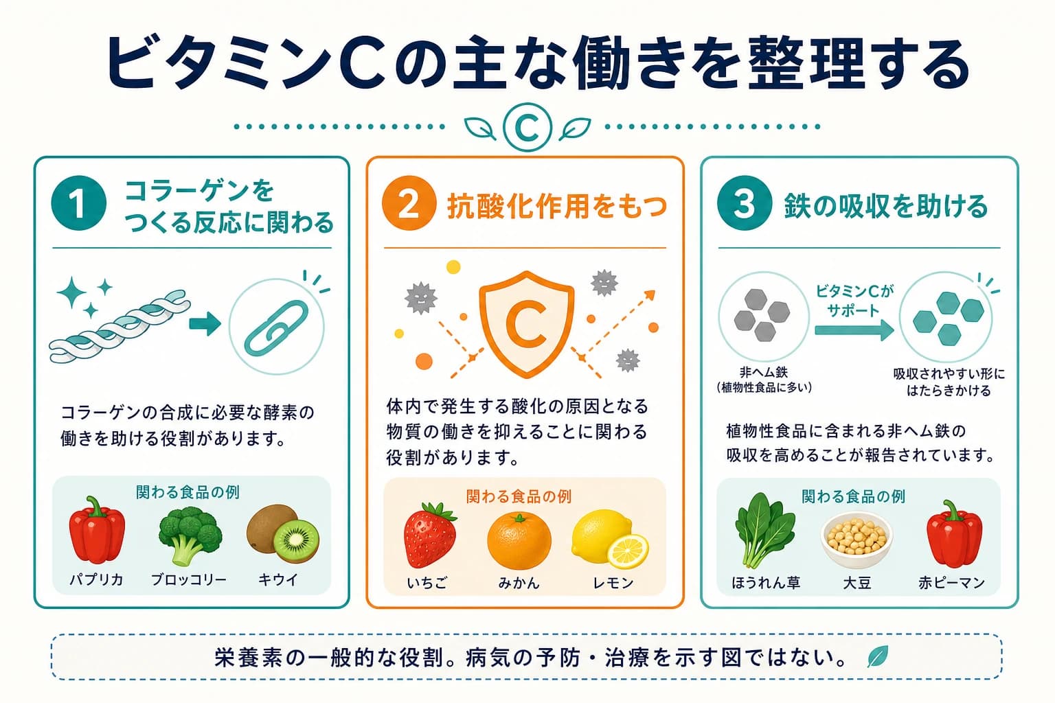 ビタミンCのコラーゲン合成、抗酸化、鉄吸収に関する一般的な役割