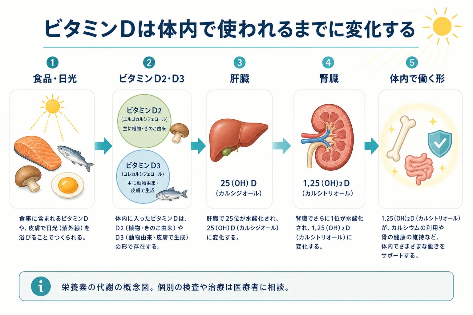 食品や日光に由来するビタミンDが体内で使われる形になるまでの概念図