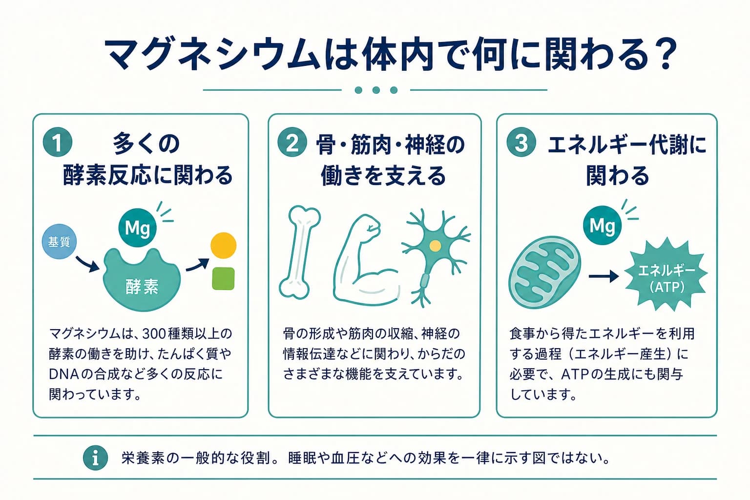 マグネシウムが酵素反応、骨、筋肉、神経、エネルギー代謝に関わる一般的な役割