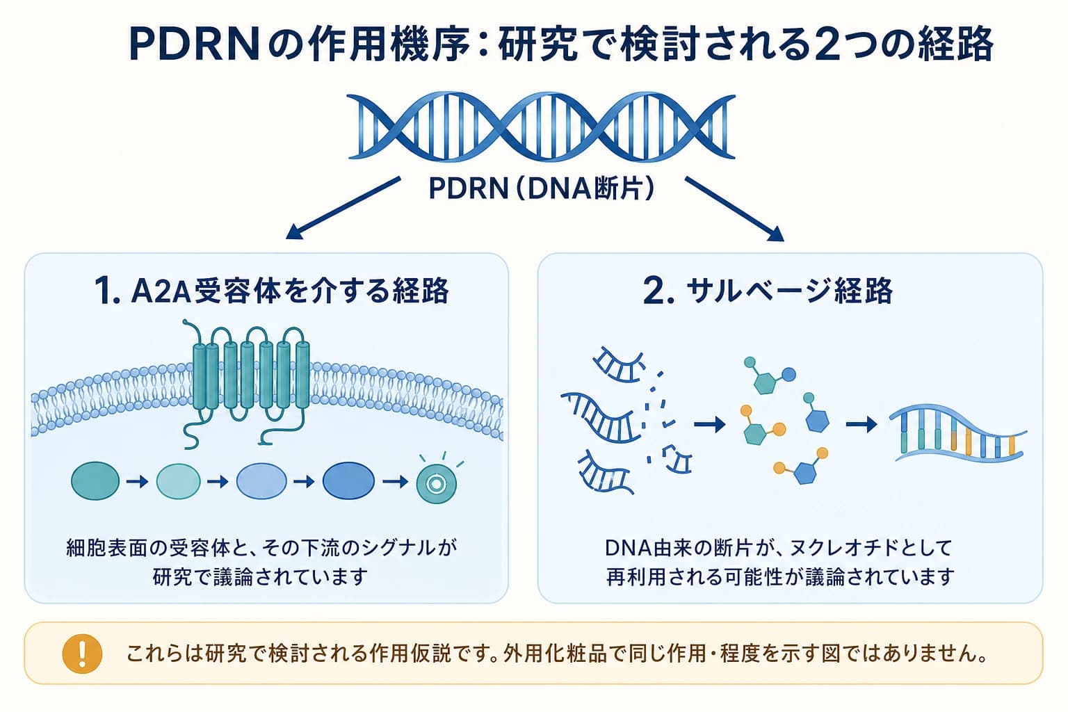 PDRNのDNA断片から、細胞表面の受容体を介する経路と、ヌクレオチドを再利用する経路に分かれる概念図