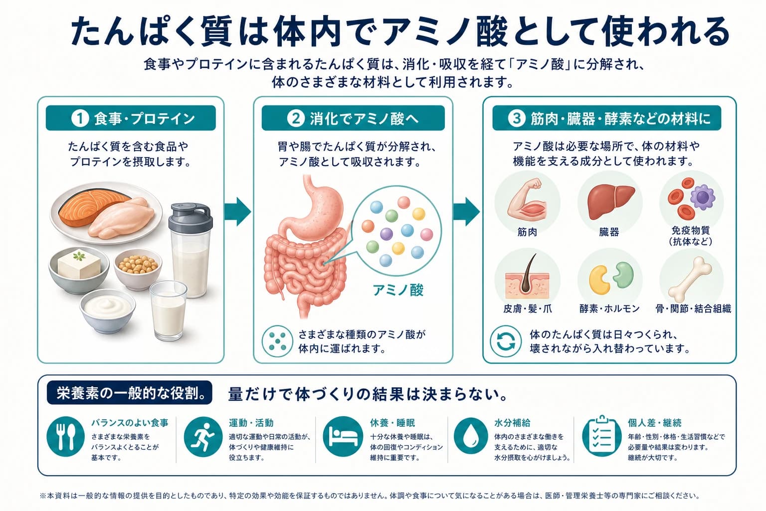食事やプロテインのたんぱく質が消化され、アミノ酸として体内で使われる図