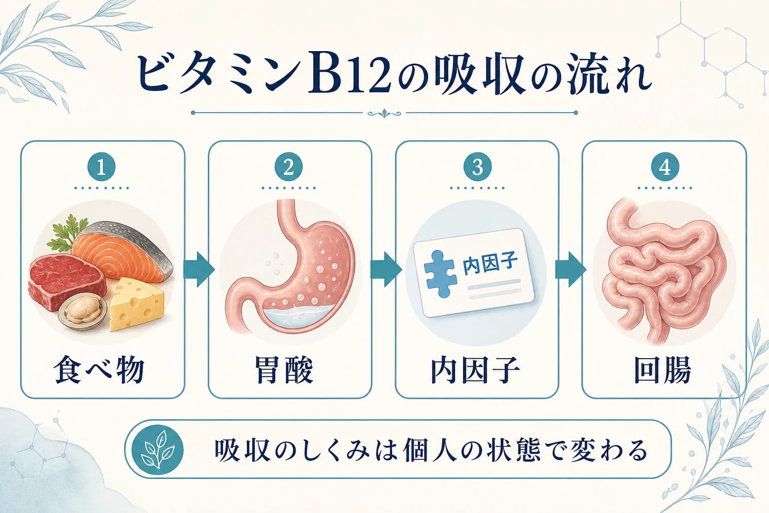 ビタミンB12が胃酸、内因子、回腸を通って吸収される流れを示す図
